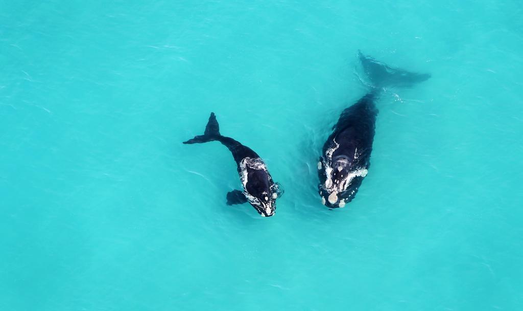 Grootbos Private Nature Reserve Gansbaai Exterior photo