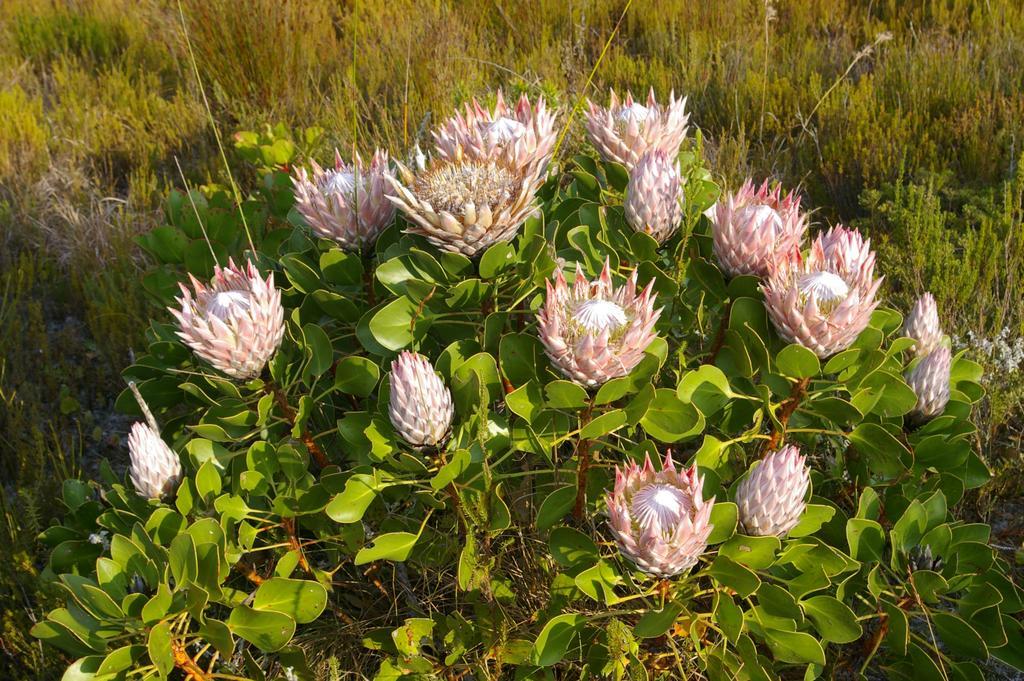 Grootbos Private Nature Reserve Gansbaai Exterior photo